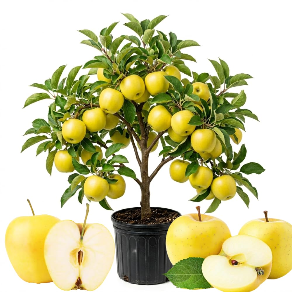 Golden Delicious Apple Plant Live, Sweet Apple Plant in 3 Gal, 3-4 Feet Tall, Apple Fruit Tree Outdoor Garden, No Ship to CA