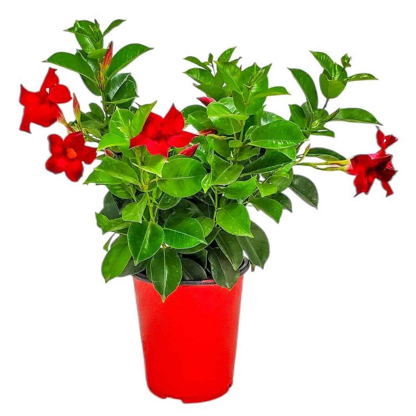 Live Dipladenia Mandevilla Plant - Red Dipladenia Bush - 14 inch Overall Height - 6 inch Planter Pot (1 Gallon) - Tropical Plants of Florida