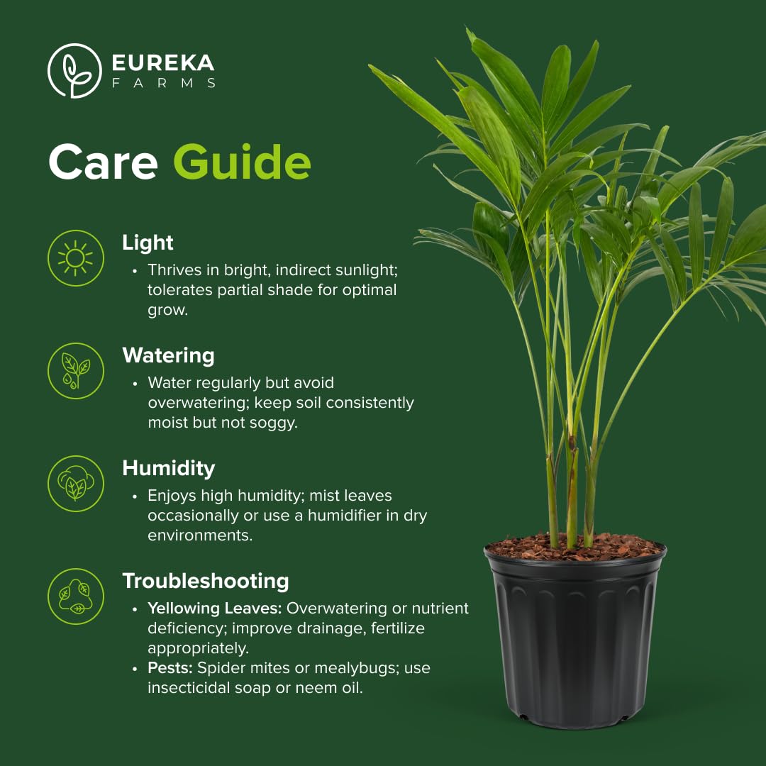Christmas Palm Triple Tree - Tropical Adonidia Merrillii (Veitchia merrillii), Evergreen Low Maintenance Accent Live Plant for Gardens & Patios, Ideal for Indoor & Outdoor Spaces (1gal Pot, 1-2ft)