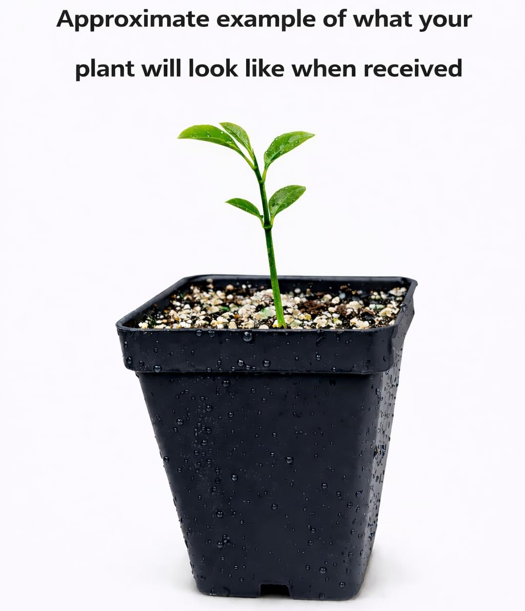 Satsuma Mandarin Tree - 2-5 Inch Tall Live Plant - Potted Seedling - Cold Hardy Orange Fruit Plant - Citrus reticulata 'Satsuma'