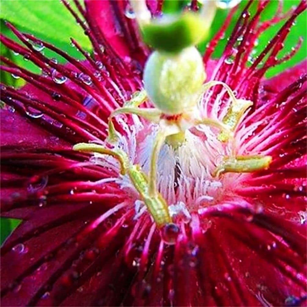 Passion Flower Seeds Mixed Color 40 Pcs+ Passion Fruit Seeds - Vine Perennial Flower Seeds, Green