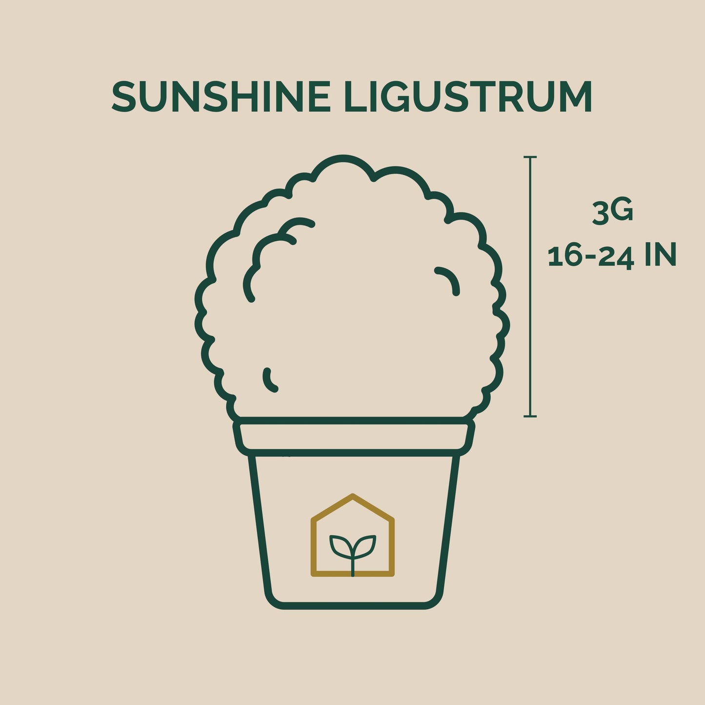Sunshine Ligustrum 3-Gallon
