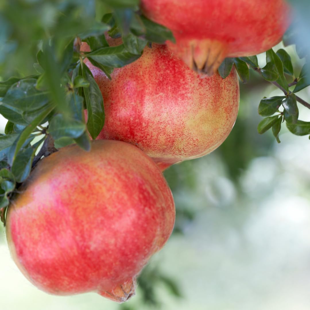 Pack 3 Pomegranate Tree Live Plant, Pomegranate Plant, Pomegranate Fruit Tree, Pomegranate Tree - Live Plant - Red Pomegranate Bush - Hardy Fruit Tree, Size 8 to 10 Inch Tall
