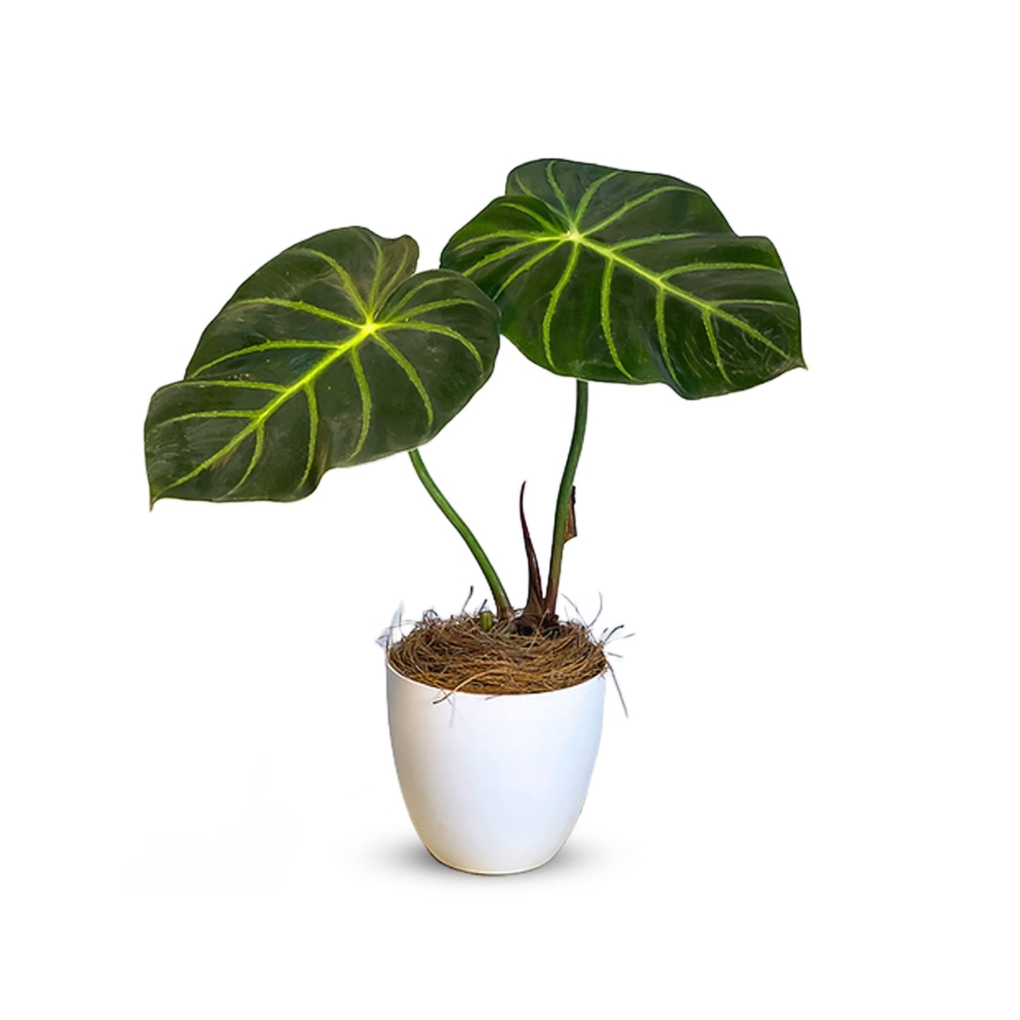 LEAL PLANTS ECUADOR Philodendron Luxurians | Exotic Live Philodendron Houseplant | Tropical Elephant Ear Plant for Indoor | Zebra Plant | Perfect Live Plant for Living Room & Home Decor
