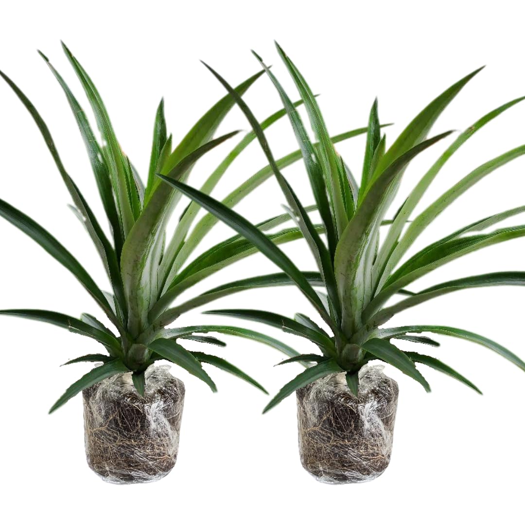 2 White Jade Pineapple Plants Live, 5-9 Inc Tall, Pineapple Fruit Trees Live Plants, Pineapple Seedlings