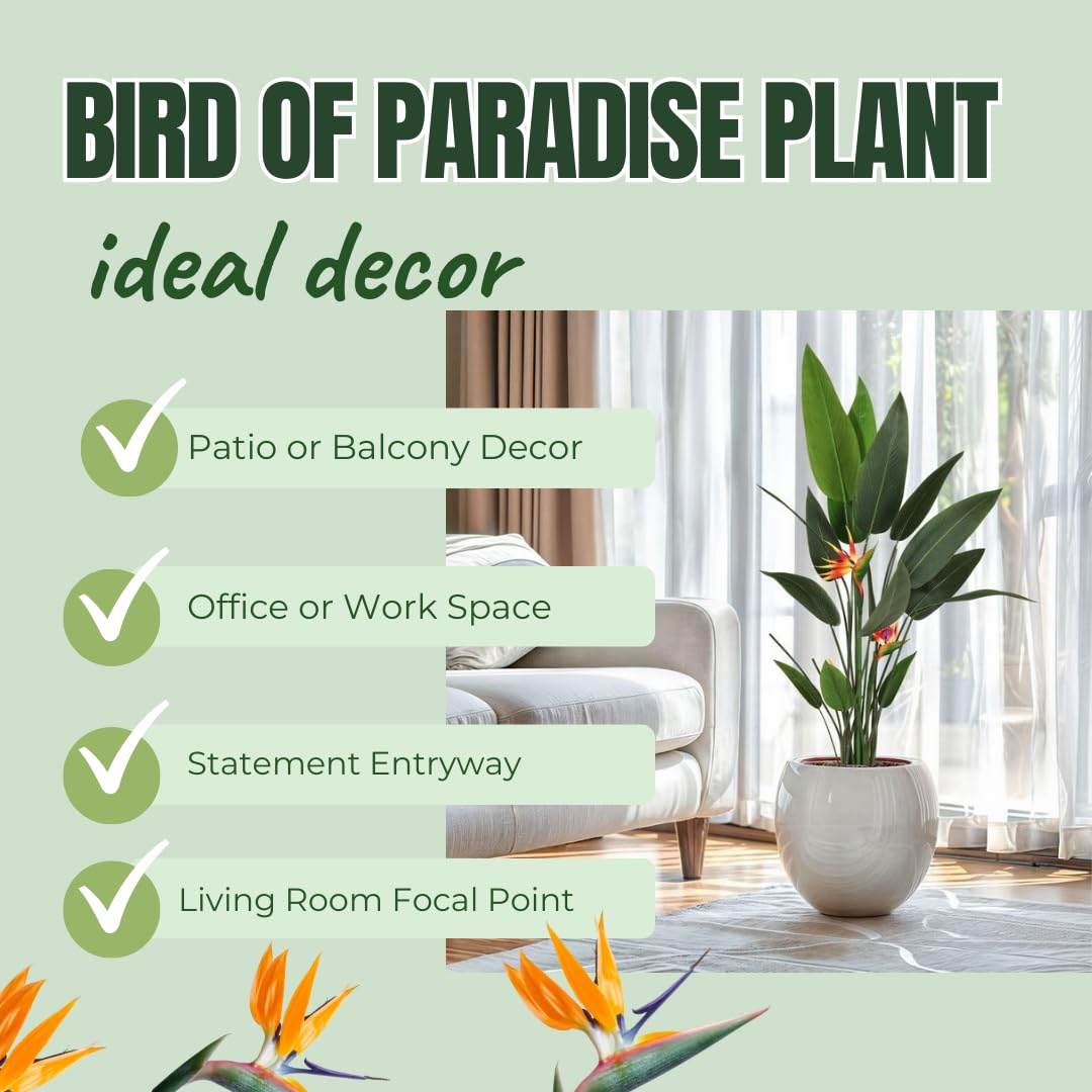 2 Yellow Bird of Paradise Live Plants, Strelitzia Reginae Well-Rooted Tropical Perennial Blooming, 5-9 Inches Houseplant Decor Indoor Outdoor, No Pot