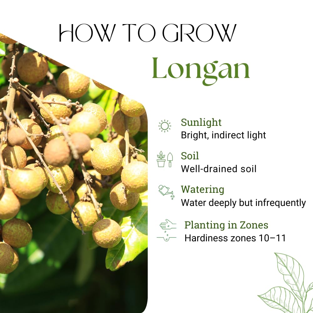Longan Tree Live Plant, Longan Fruit Tree, 4 Inc Pot, 6 to 8 Inc Tall, Sweet Tropical Fruit for Backyard and Garden