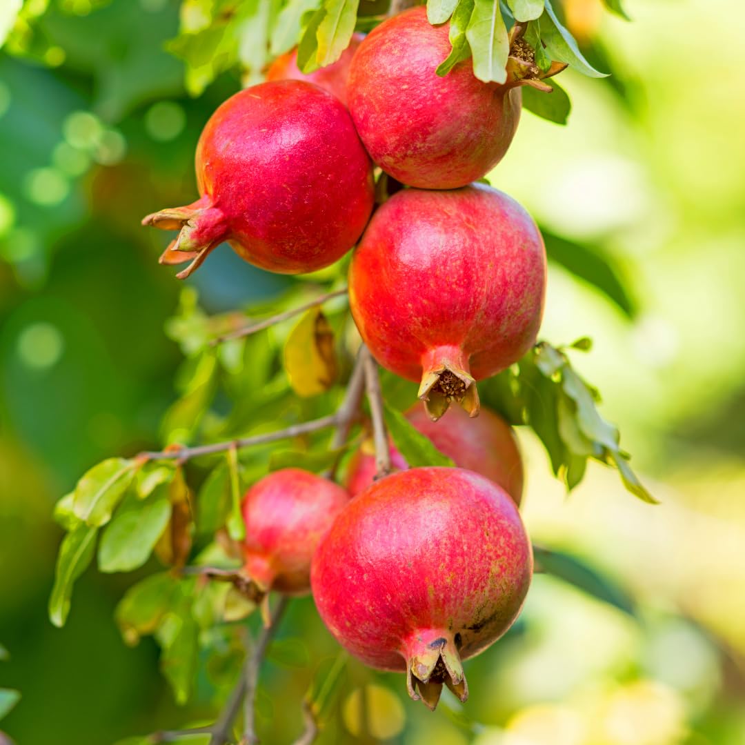 Live Pomegranate Tree Plant, Sweet Edible Pomegranate Fruit, 2-3 Feet Tall, Well-Rooted, Ready for Outdoor Planting