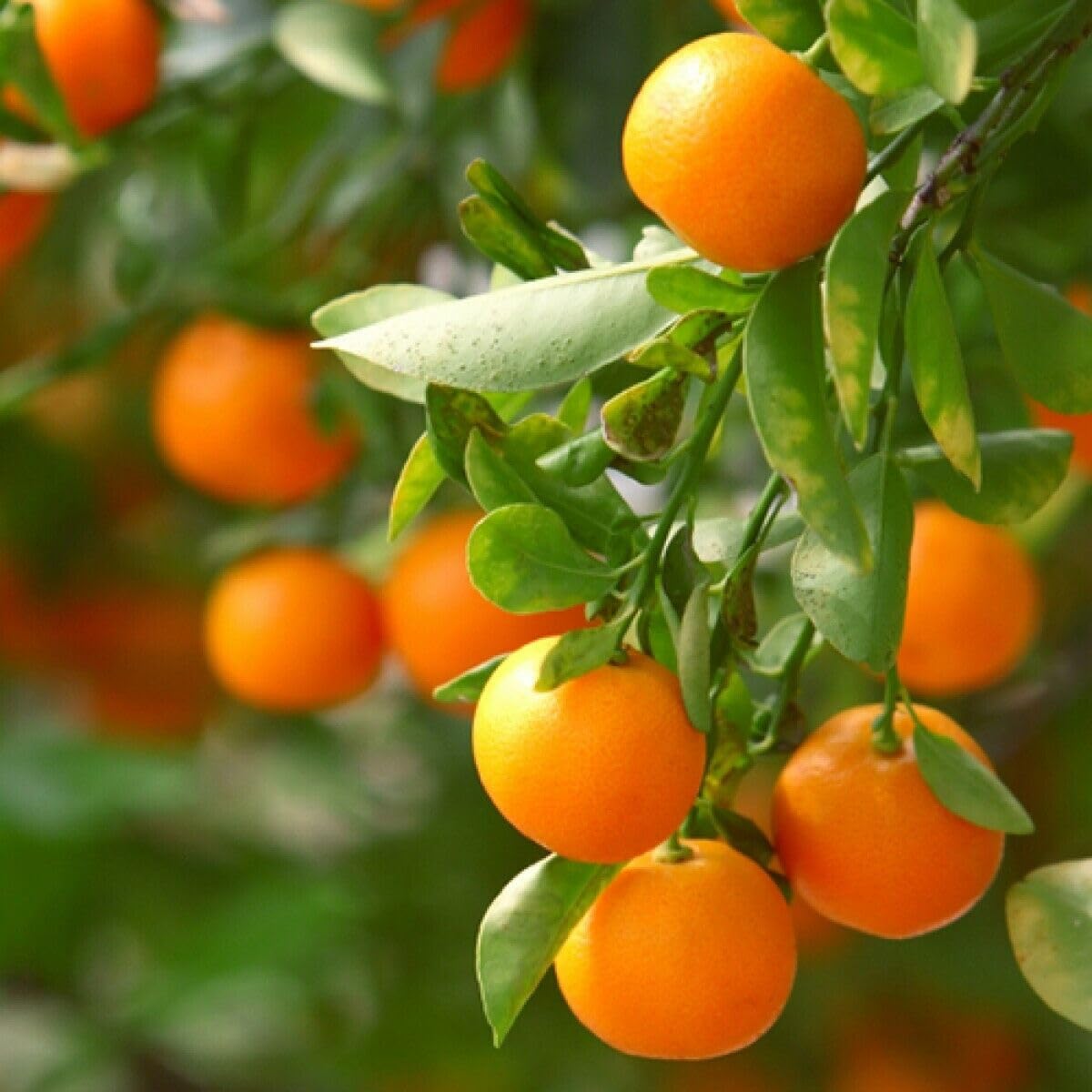 2 Clementine Mandarin Trees - 2-5 Inch Tall Live Plants - Potted Orange Fruit Seedlings - Citrus x Clementina - (2 Pack)