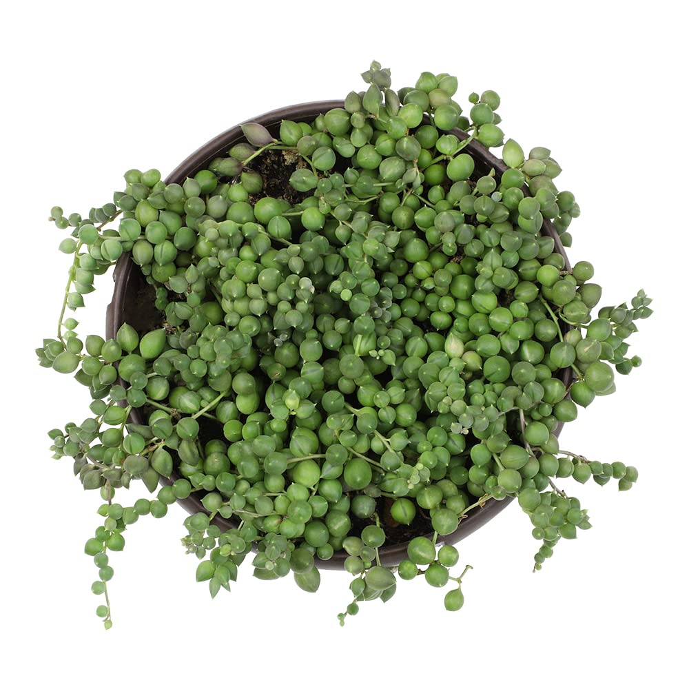 String of Pearls Plant Live Succulents in Hanging Planter, Succulents Plants Live Houseplants Mini Succulents, String of Pearls Live Succulent Live Plants Indoor Plant Indoor Plants by Plants for Pets