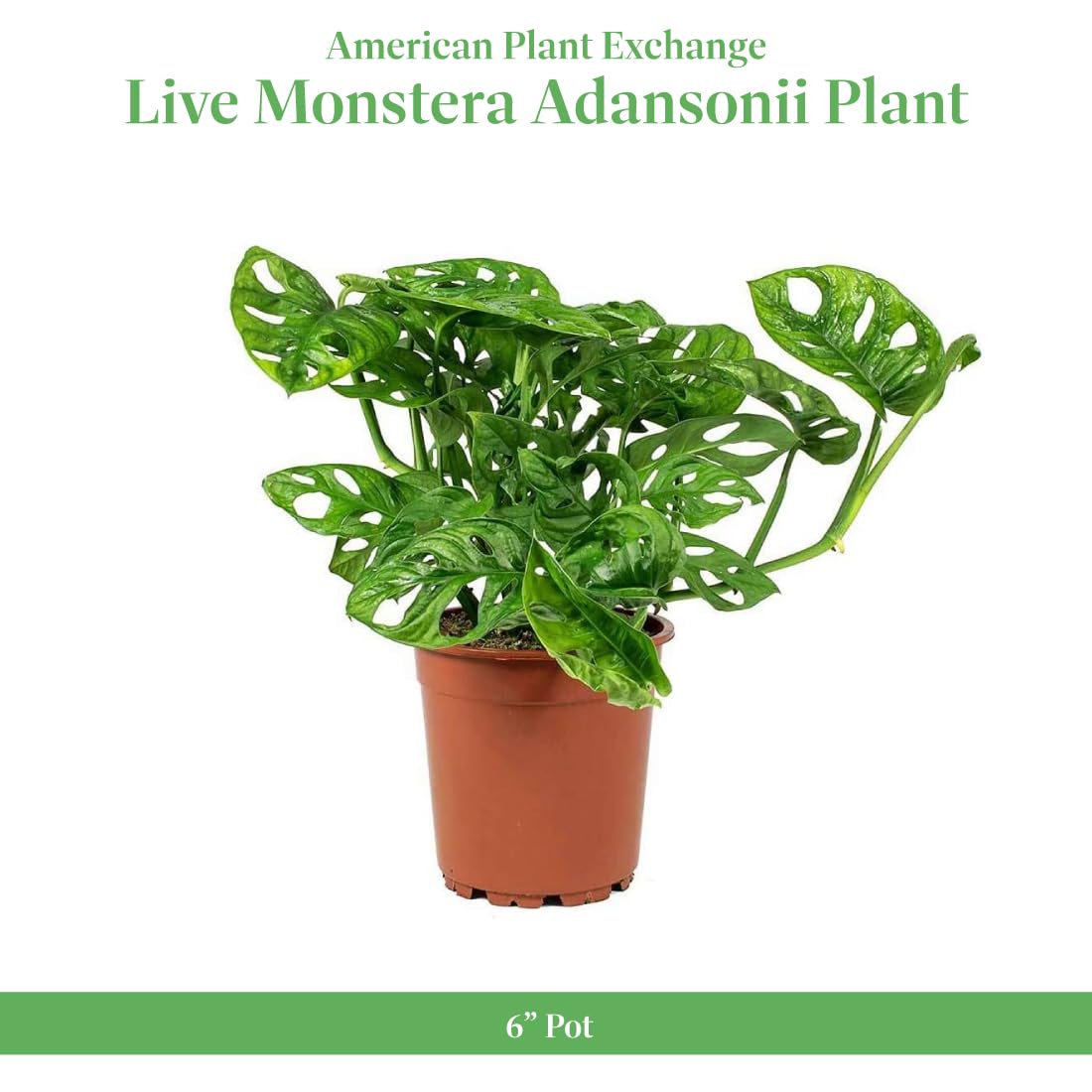 American Plant Exchange Monstera Adansonii 6-Inch – Live Swiss Cheese Vine Plant, Easy-Care Trailing Houseplant, Low-Maintenance Air-Purifying Greenery for Home, Office & Garden Décor