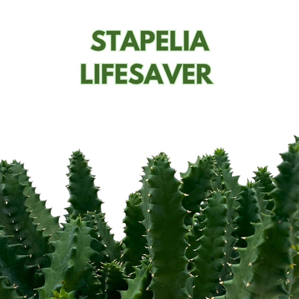 BubbleBlooms Lifesaver Huernia Zebrina, Starfish Stapelia Cactus, Live in a 4 inch Pot