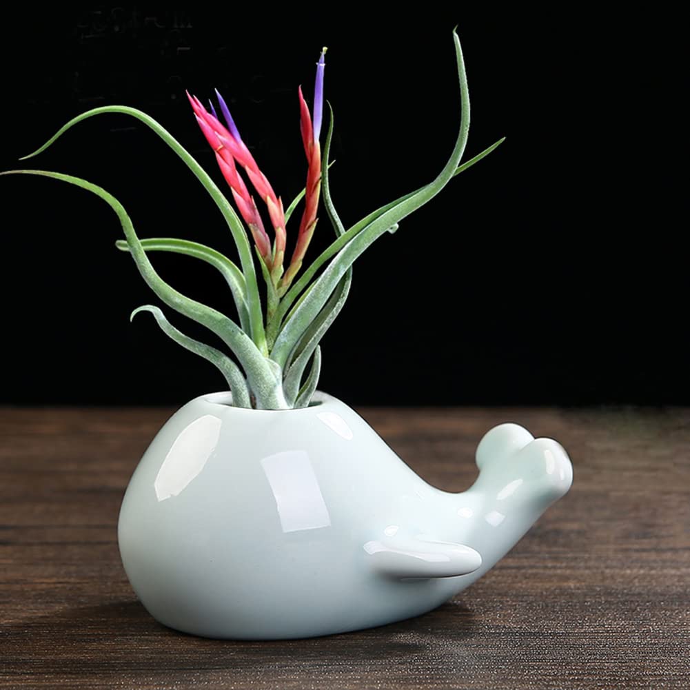 Mimeela Whale Planter Air Plant Holder Unique, Ceramic Animal Succulent Pots Large Air Plants Holders, Cactus Pot Airplant Planter Holder Office Desk Decor (Light Blue Whale)