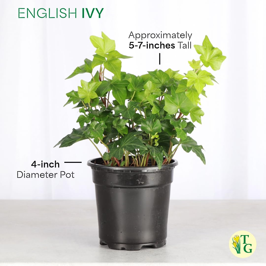 Thorsen's Greenhouse Live Green English Ivy Plant, Hedera Helix, Natural Air Purifier, Easy to Grow, Live Indoor Houseplant, 4" Diameter Pot (3 Pack Nursery Pots)