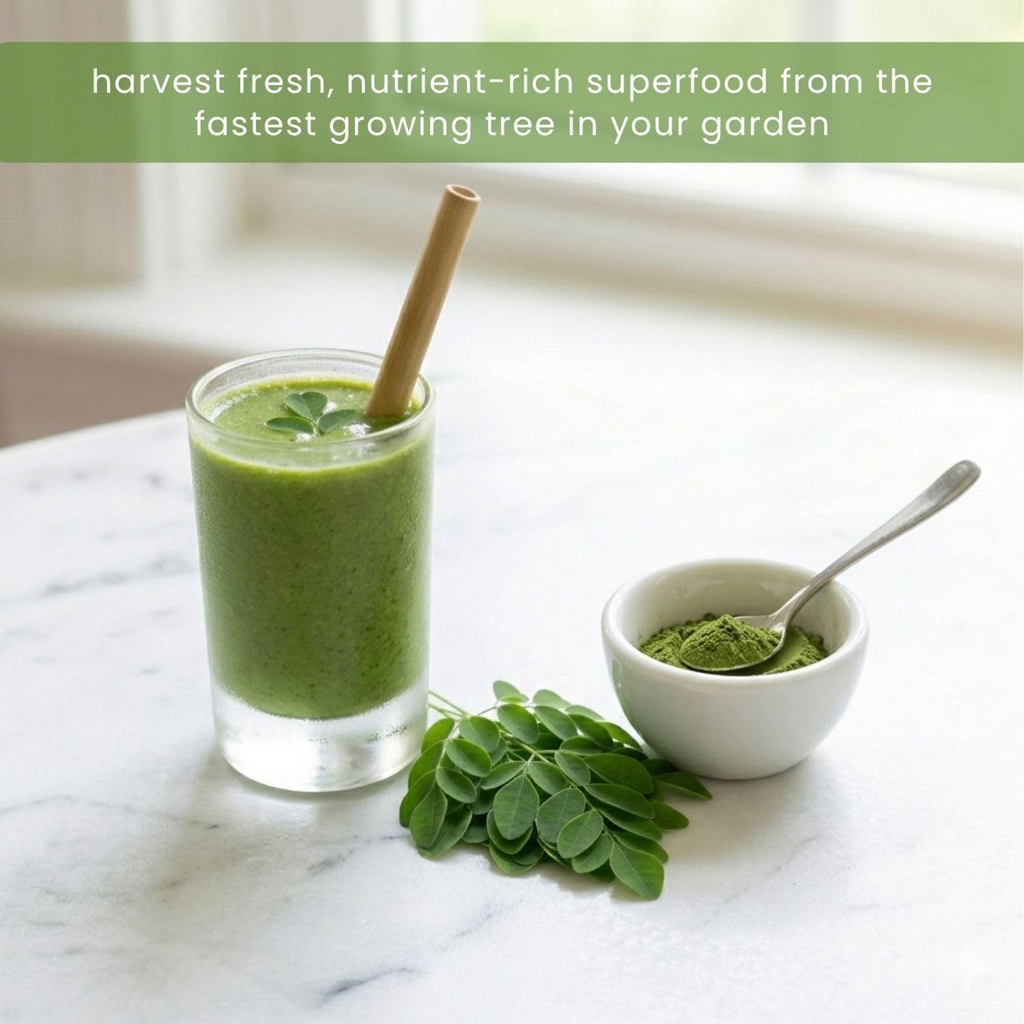 Live Moringa Tree Plant for Planting, 2 Plants Per Pot, Moringa Oleifera Plants 4-8 Inch Tall, Edible Tropical Garden Ready Plant