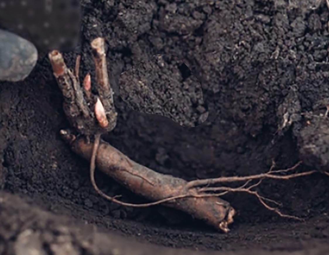 First Out - Early Double Dark Red Peony, Bare Root 3-5 Eyes, Peony Bulbs for Planting, Live Peonies Plants, Fernleaf Peony, Peony Plants Ready to Plant, Tree Peony Bulbs for Spring Planting 2025