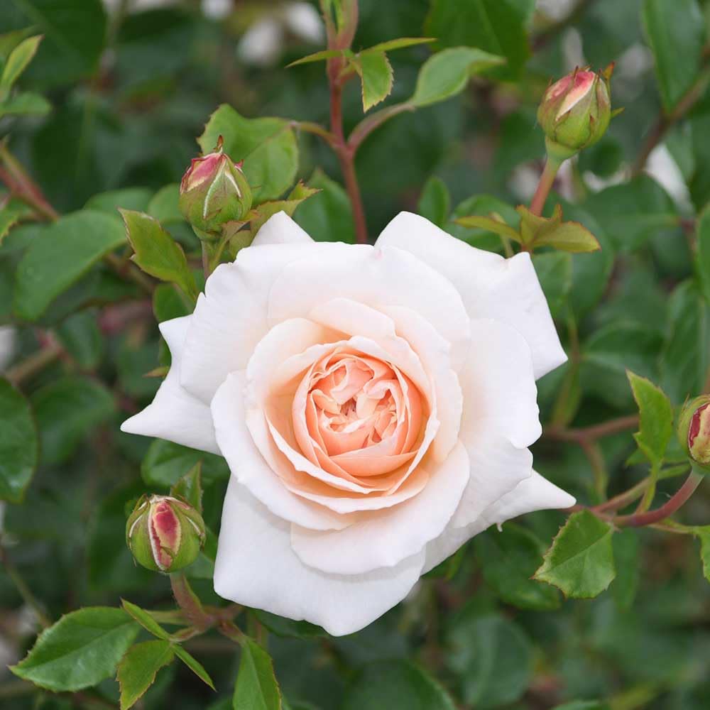 Heirloom Roses Rose Plant - Penny Lane™ Apricot Rose Bush, English Legend Live Plant for Planting Outdoors