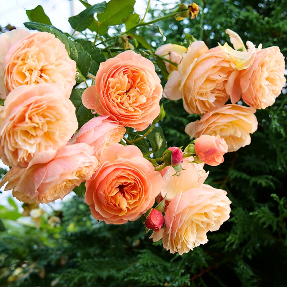 Rose Plant Live in Pot for Planting, Fragrant Roses Flowers, Summer Blooming Ornamental Garden Shrub (Apricot Rose)