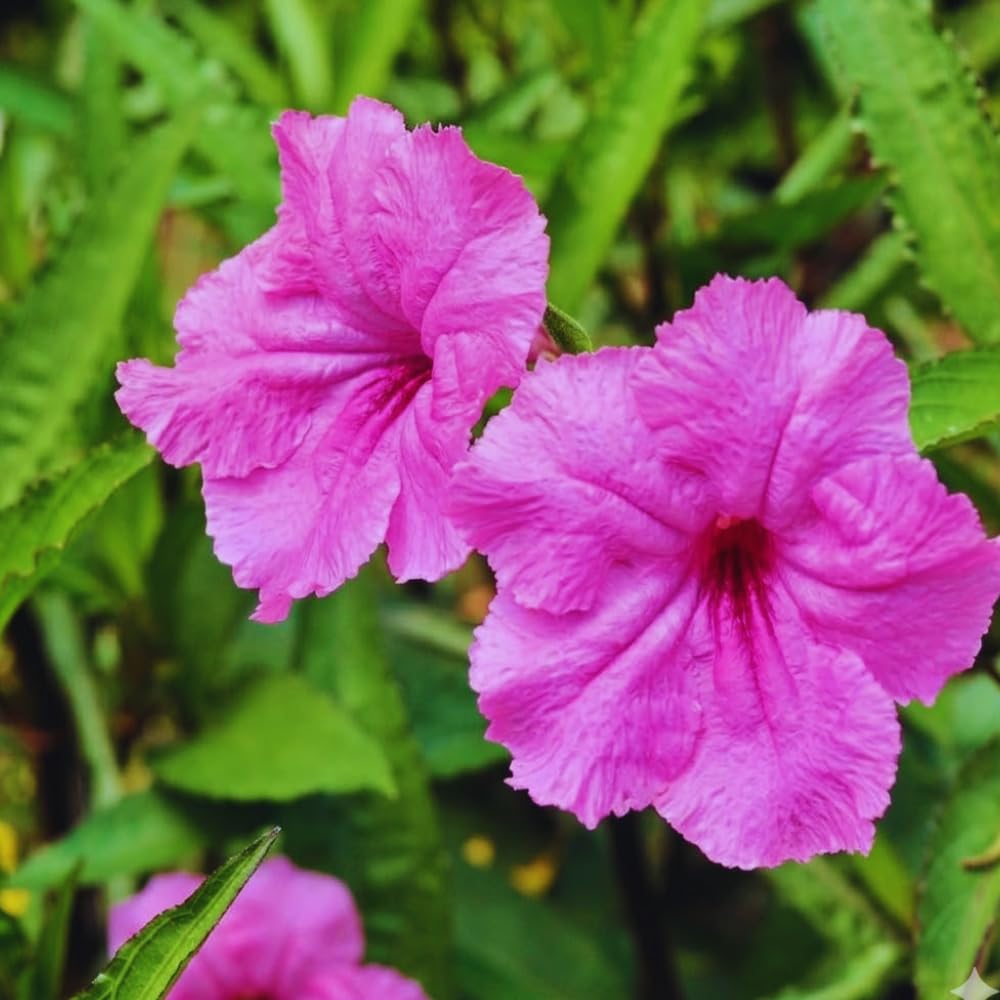 Set 6 Mexican Petunias Live Plants, Mexican Petunia Plants, Well Rooted, 5 to 7 Inc Tall, Shrub Plant Live for Growing Indoor Outdoor (Mix)