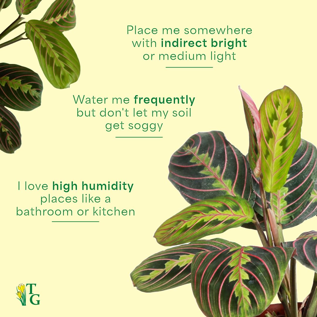 Thorsen's Greenhouse Red Prayer Plant, Live Indoor Plant, Pet Friendly, Popular Houseplant, Red Maranta, Easy to Grow, 4" Diameter Pot (Nursery Pot)