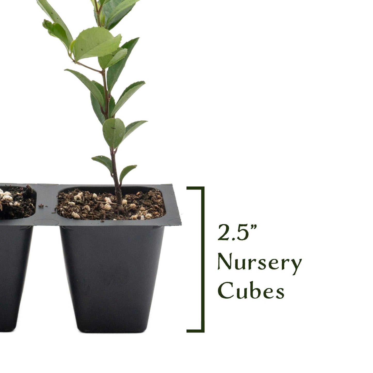 12 Carolina Cherry Laurel in 2.5” Nursery Cubes (Prunus caroliniana) | Evergreen Screening Shrub or Small Tree for Hedges, Borders & Wildlife | Ready-to-Plant Live Starter Plants