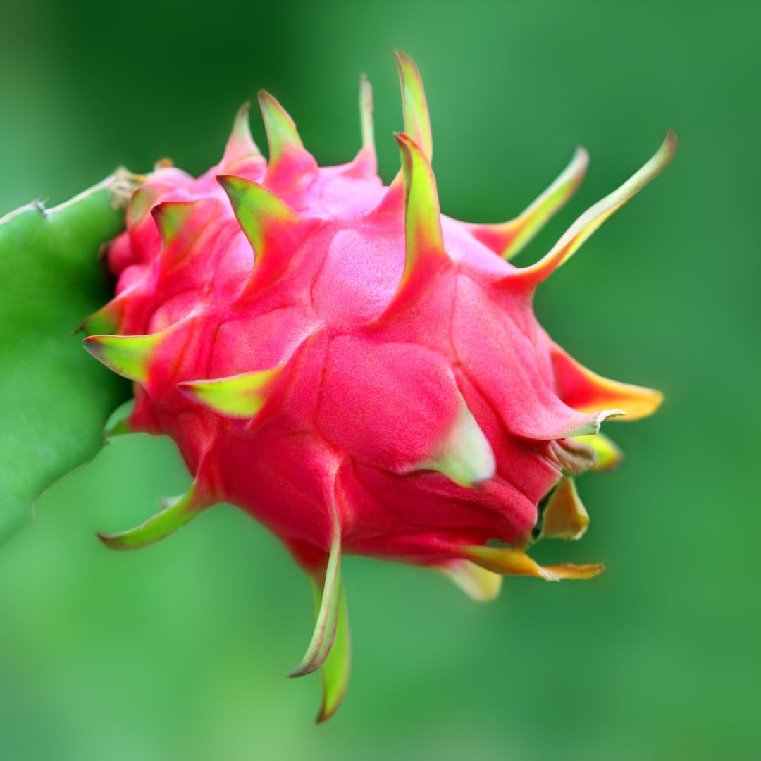 Live Red Dragon Fruit Plant, Sweet Dragon Fruit, 4 Inch Pot for Planting