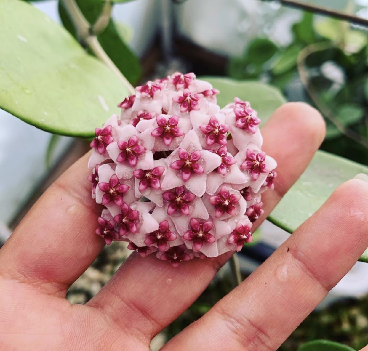 Hoya Obovata Spalsh Available in 2" Pot, 4" Pot, and 6" Hanging Pot Hoya Live Plants Live Houseplants California Seller (2 Small Plants, 4" Pot)