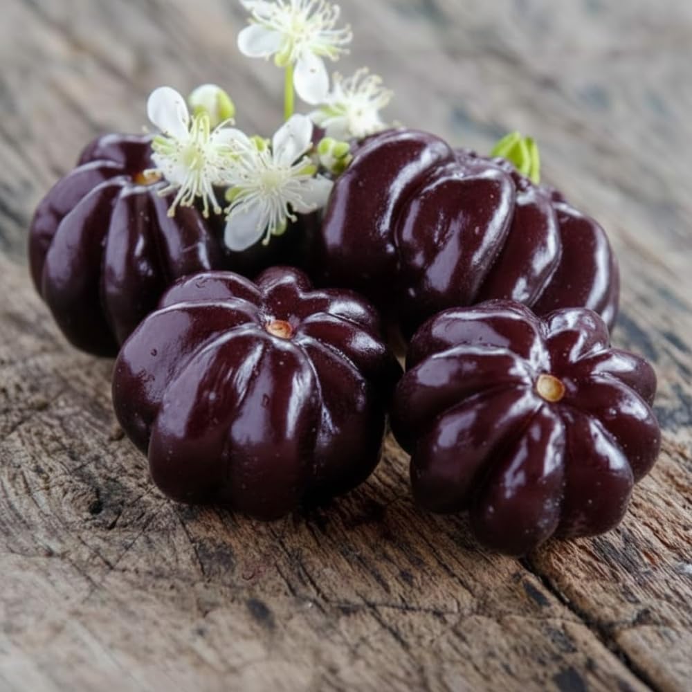 Black Surinam Cherry Plant Live, Cherry Fruit Trees Live Plants, 22-26 Inc Tall, Well - Rooted in 1 Gallon Pot, Edible and Sweet Fruit for Outdoor Garden and Container Growing