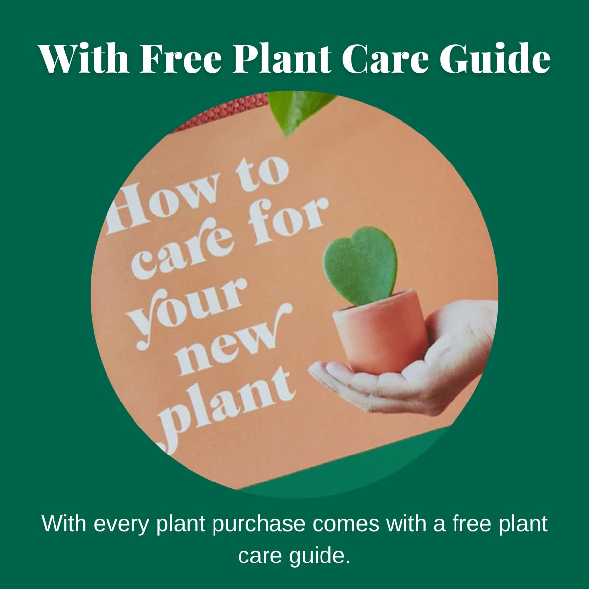 House Plant Shop | Maranta 'Lemon Lime' - 4" Pot | Live Indoor Plant | Easy to Care | Natural Décor Plant | Great Gifts| Free Care Guide