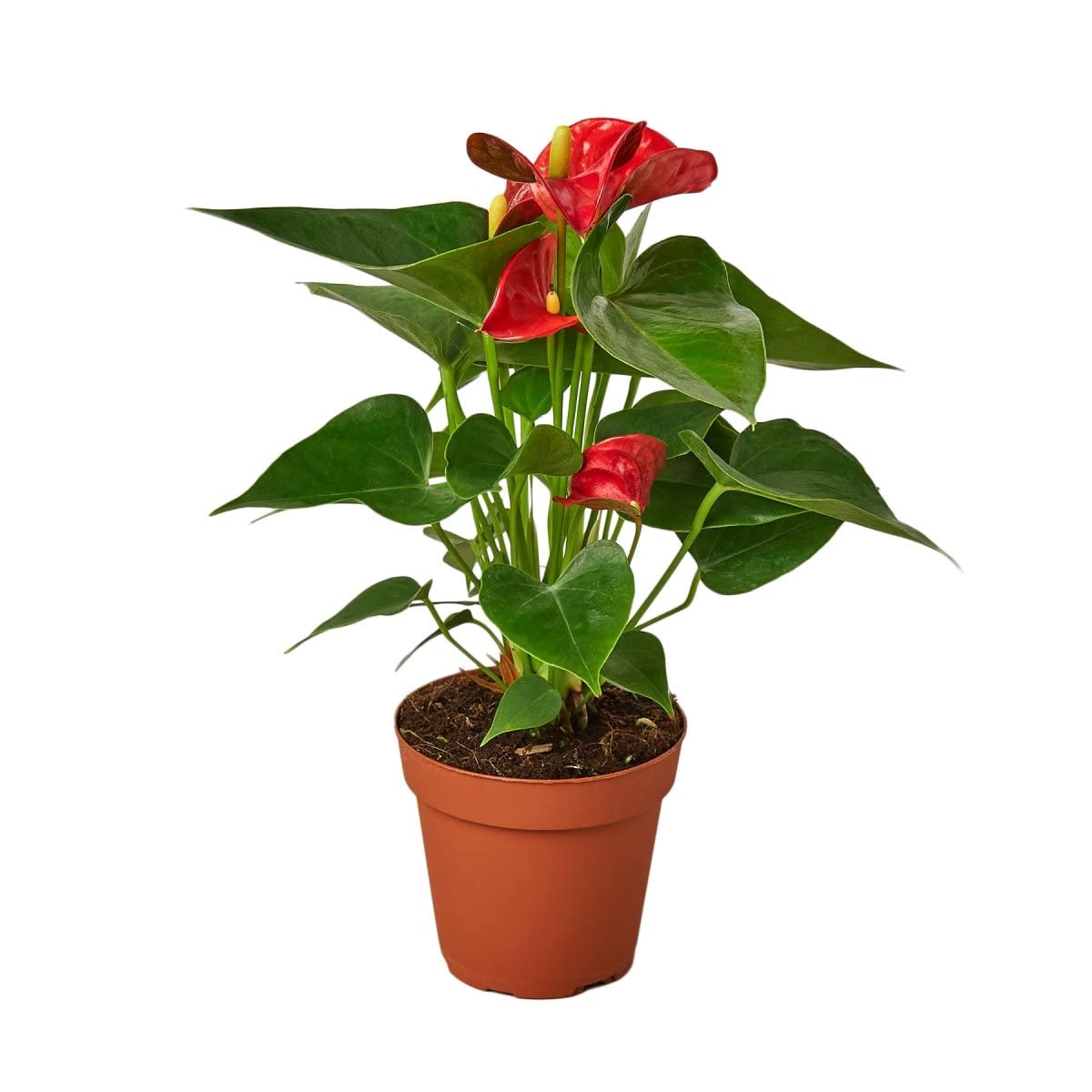 House Plant 4-ANTHURIUM-RED Red Anthurium Plant in 4 in. Pot