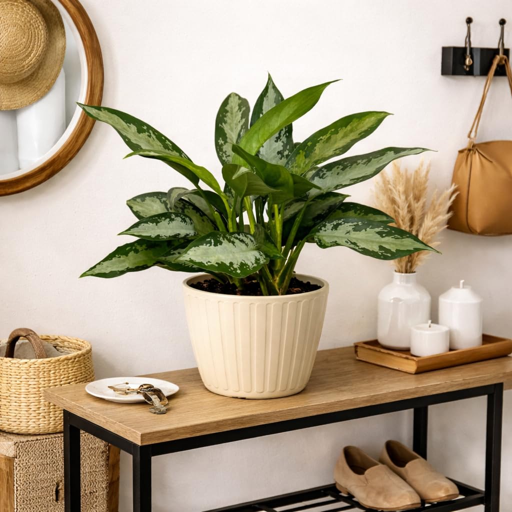 Aglaonema Silver Bay Live Indoor Plant in 6 Inch Pot, Chinese Evergreen Houseplant, Easy Care Low Light Tropical Plant for Home and Office