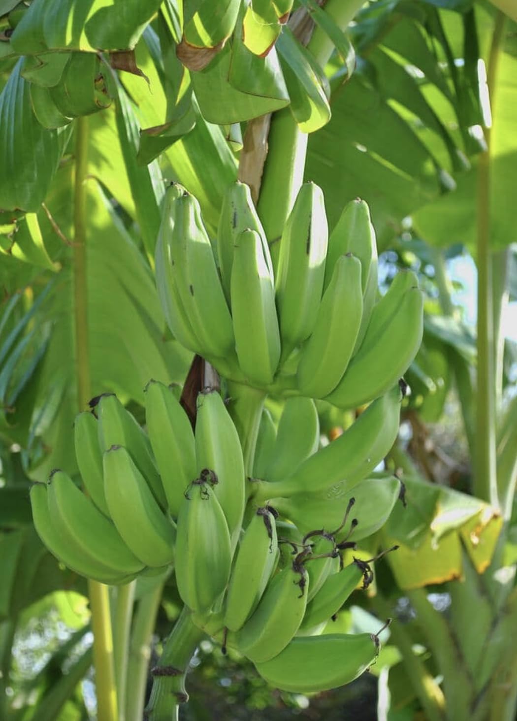 Mona Lisa Banana Plant Rare Musa FHIA-02 – Live Plant, 5-9 Inches Tall – Fast-Growing, Rare Dessert Banana Variety
