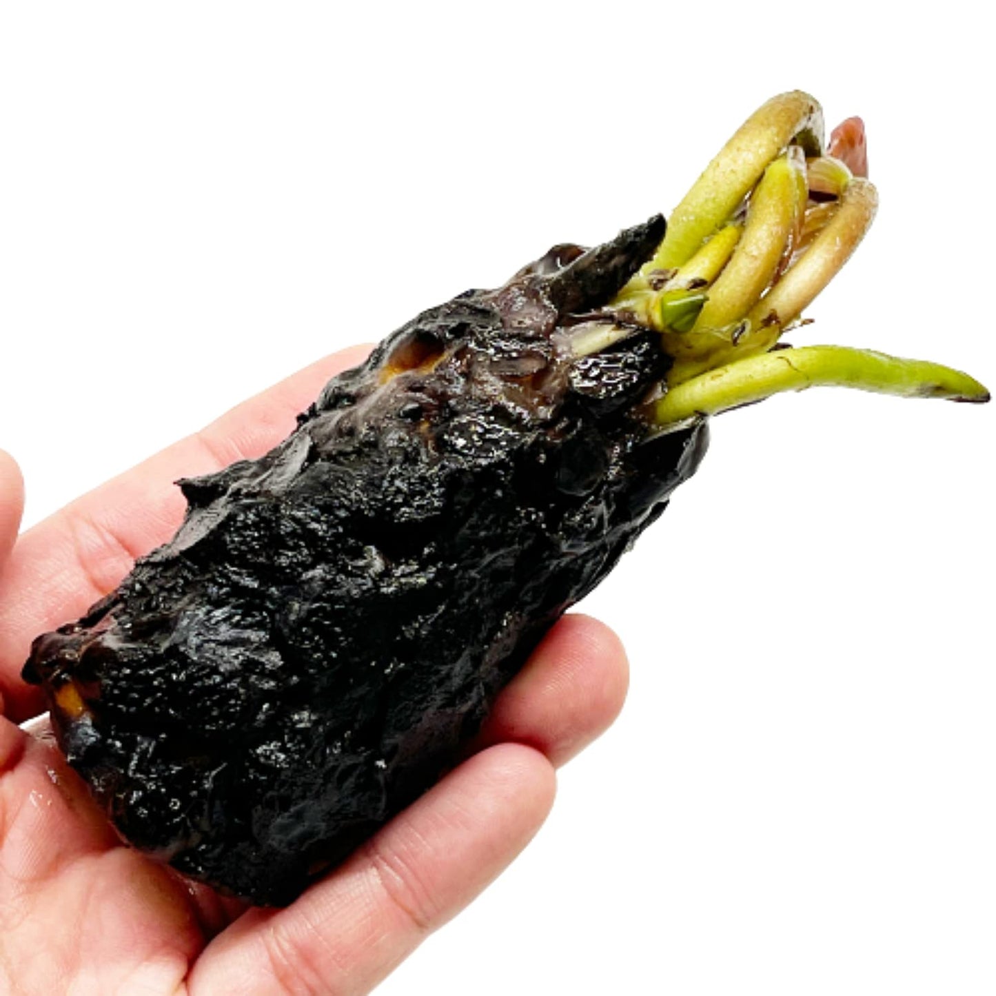 Mainam White Nymphaea Colossea Live Aquarium Plant Hardy Water Lilies Tuber for Freshwater Fish Pond Balcony