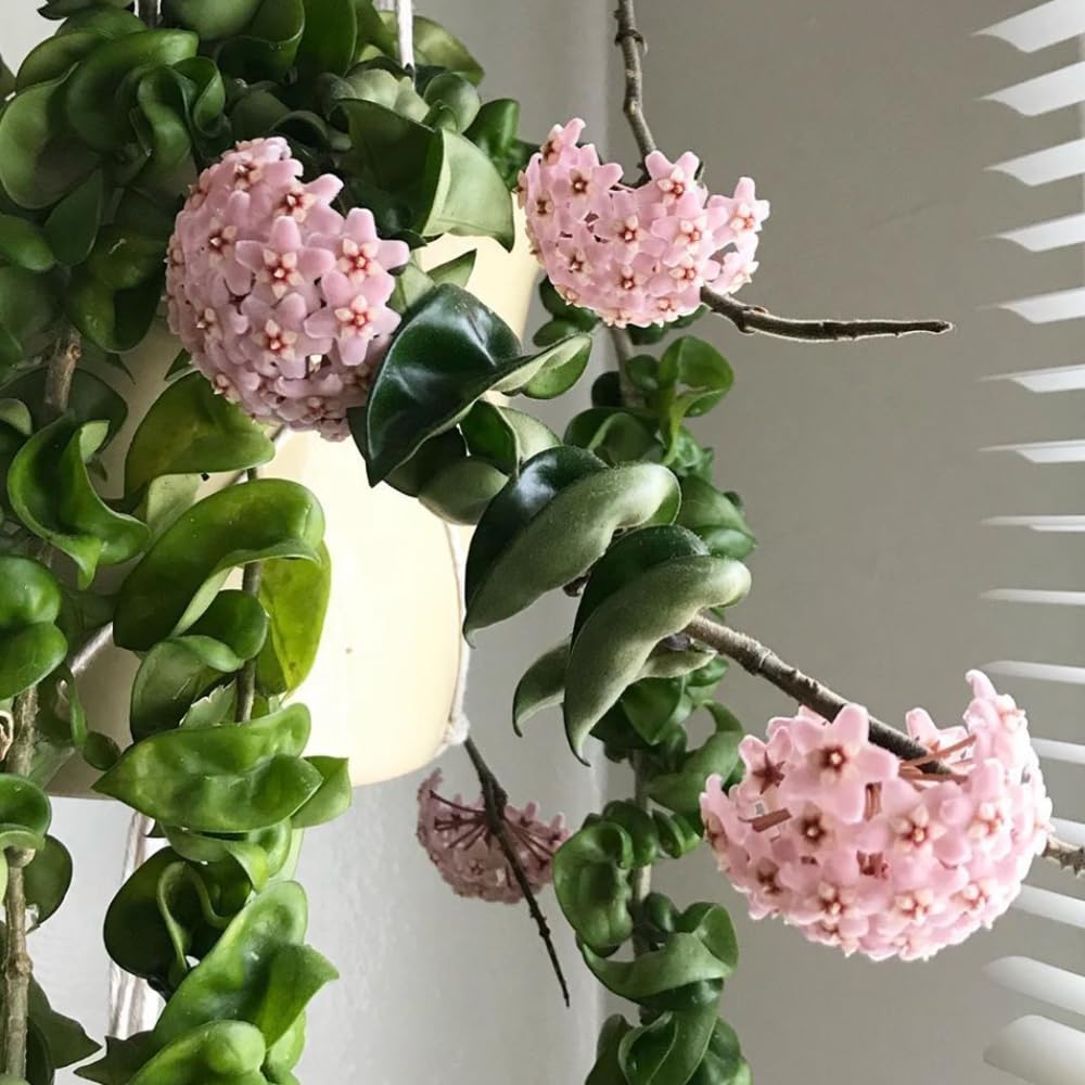 Hoya Rope Plant, 4 Inch Pot, Hoya Plants Live Houseplants Indoor Outdoor, Perennial Vine Plants