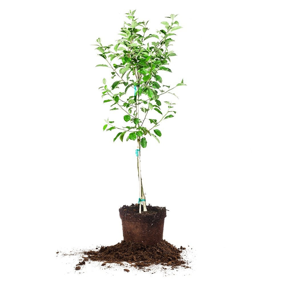 RED Delicious Apple Tree - Size: 5-6 ft, Live Plant, Includes Special Blend Fertilizer & Planting Guide