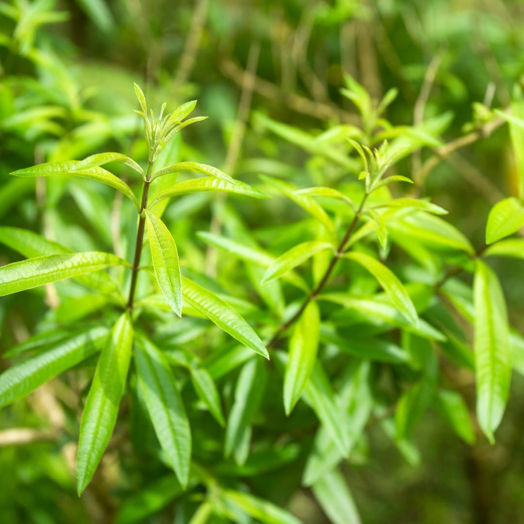 2 Lemon Verbena Plant, 4-Inch Tall Starter Herb, Non-GMO, Fast Growing Edible Herbs, Lemon Verbena Live Plant for Outdoor Garden Planting
