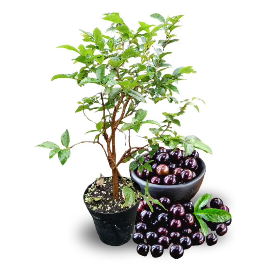 Ready for Harvest 2-3 Ft Black Jaboticaba Tree Live Plant for Planting, 1 Gallon Pot Black Jabuticaba Tree Plant, Live Brazilian Grapetree