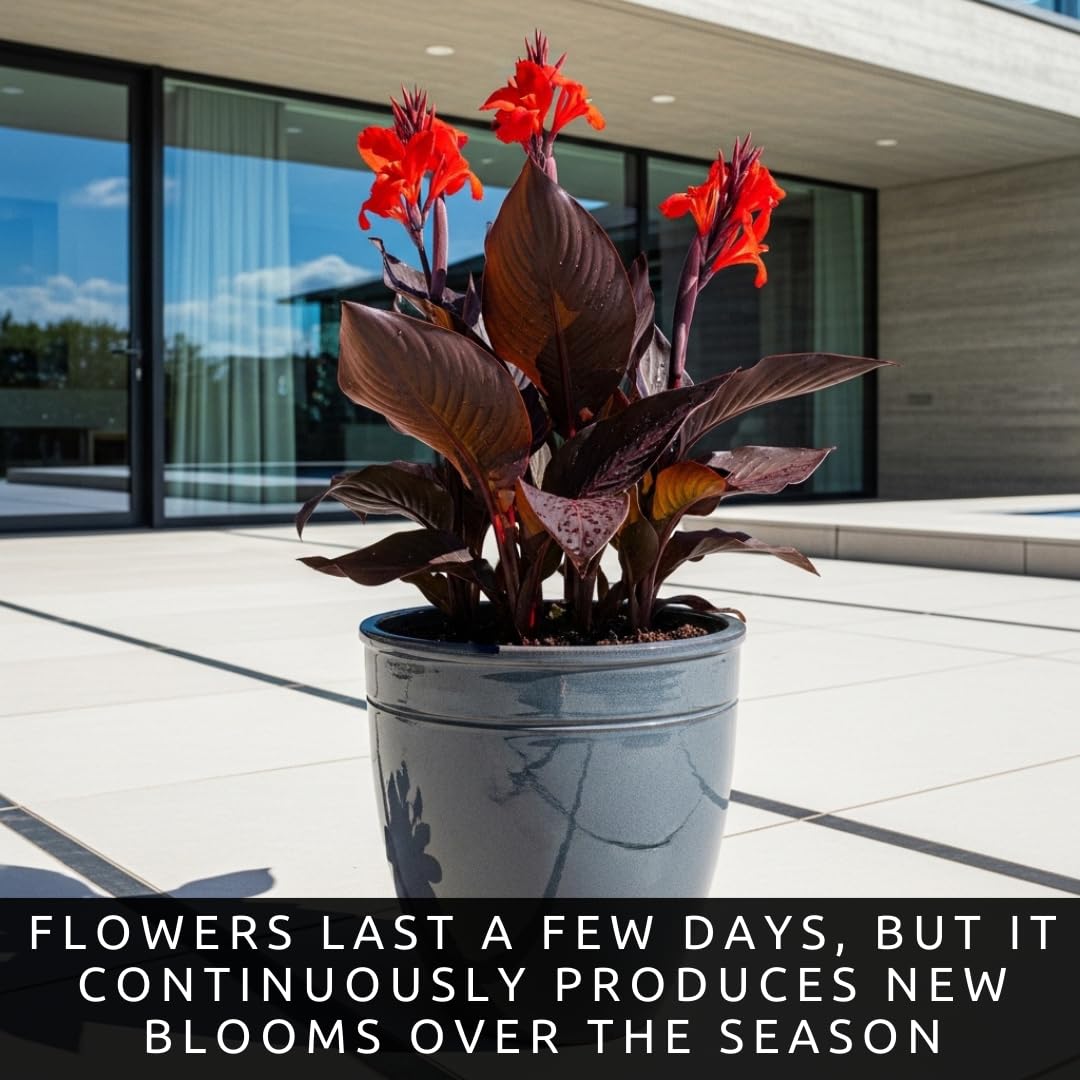 Black Knight Canna Lily Bulbs for Planting - Tropical Goth Canna (3 Bulbs)
