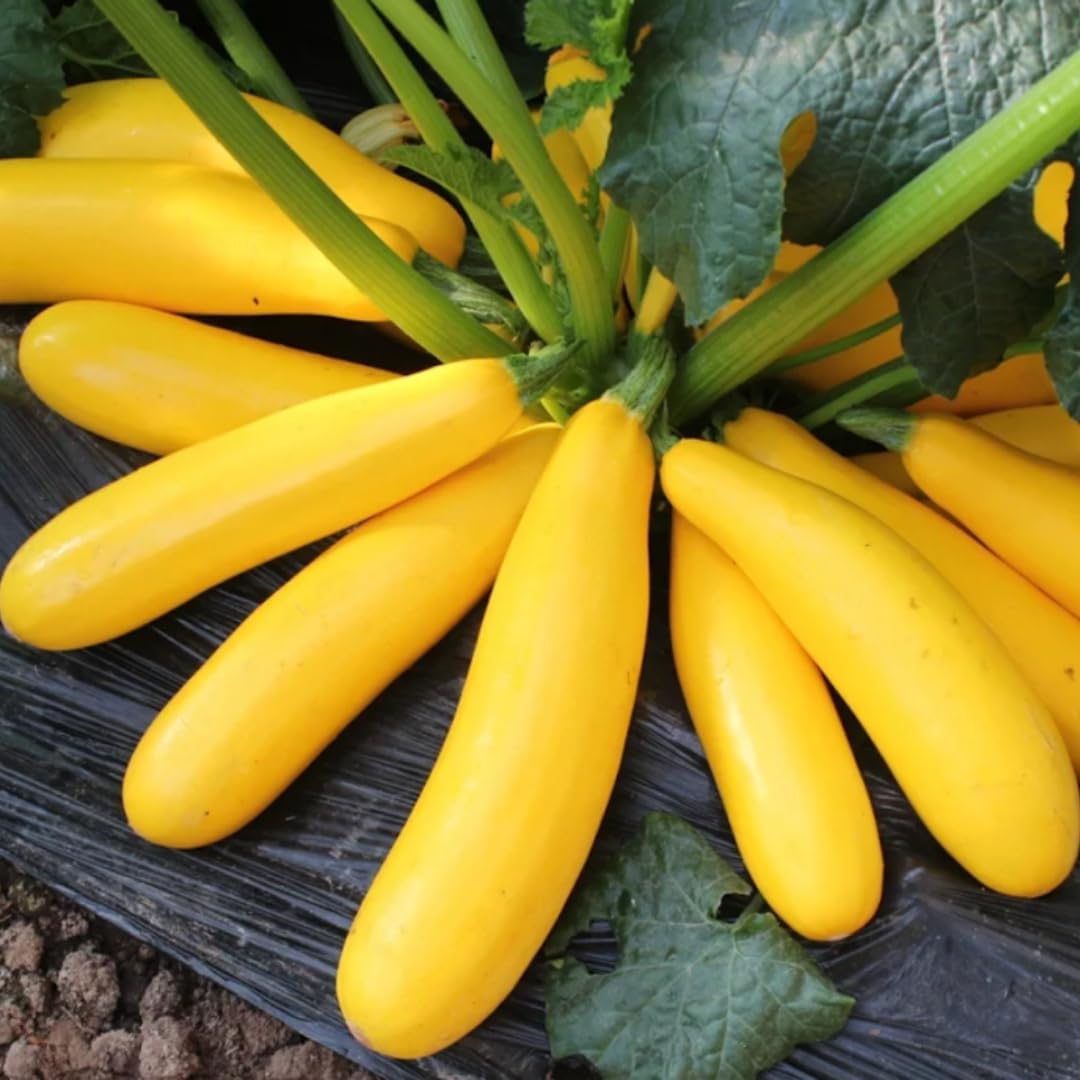 2 Yellow Zucchini Plants Live for Planting, 4 Inc Pot, Vegetable Squash Live Plant, Gardening Squash Plant Live, Yellow