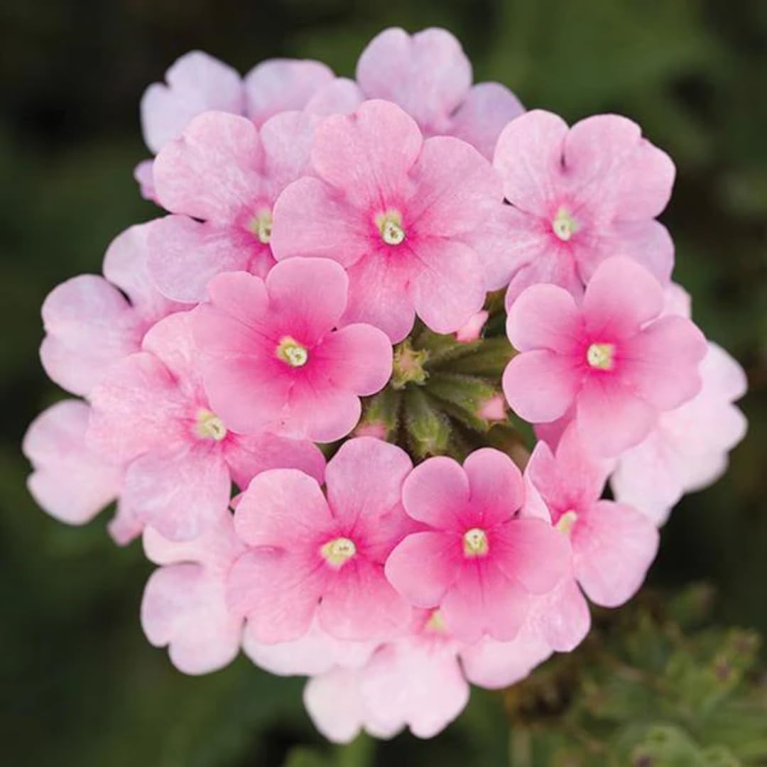 Pack 4 Pink Perennial Verbena Plants, Pink Verbena Live Plants, Verbena Flower Trailing Plants Live for Planting, Pink Verbena Plants in Zones 7 to 11