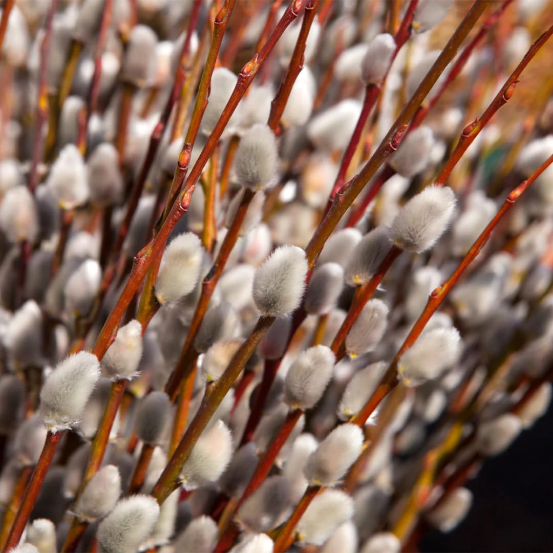 2 Dormant French Pussy Willow Trees Live Plants 6-12", Bare Root, Fast-Growing Cold Hardy, Dormant in Winter, 1 Year Old Willow