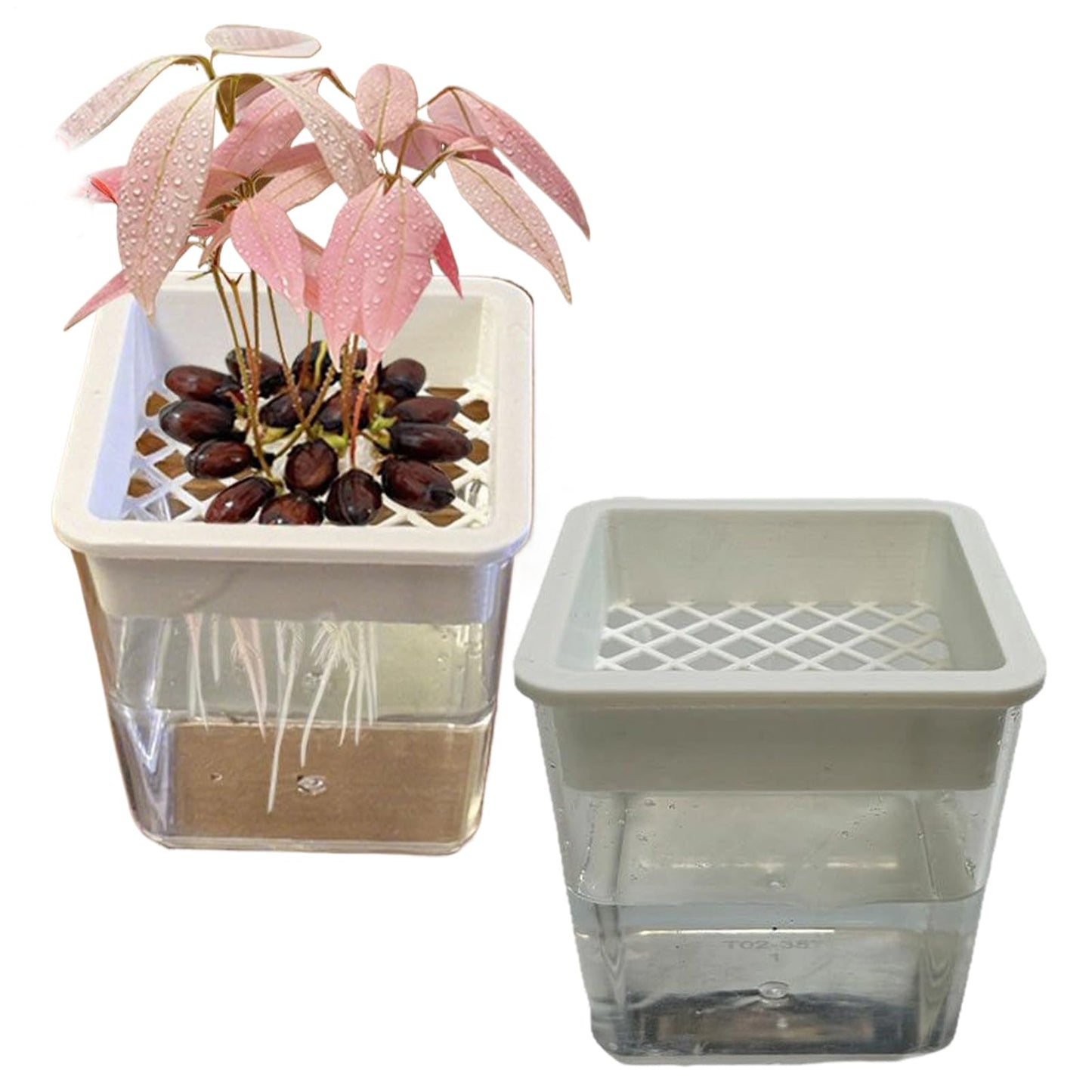 Plant Propagation Station - Clear Soilless Containers for Plants | Hydroponic Pots | For African Violets Alocasia Bedroom Living Room Patio Balcony Desk Porch