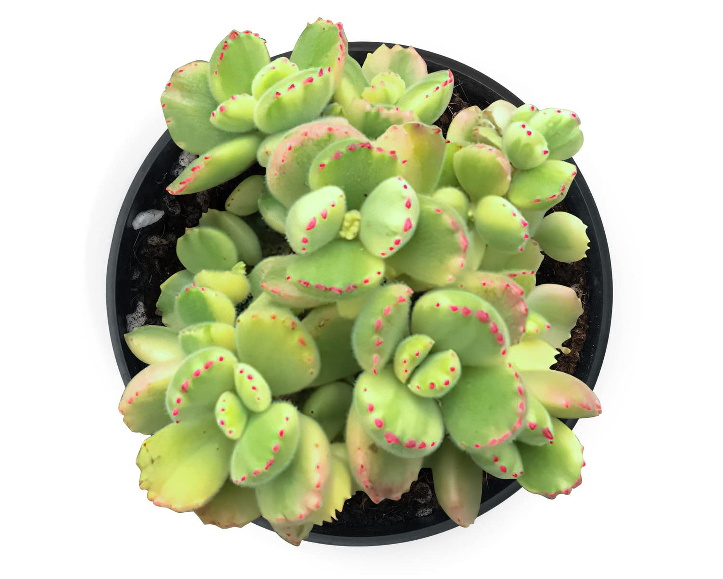 Sprout N Green Bear’s Paws, Live Succulent Fully Rooted in 4" Pots with Soil Mix, Rare House Plant for Home Office Indoor Outdoor Wedding Decor, DIY Projects, Party Favor