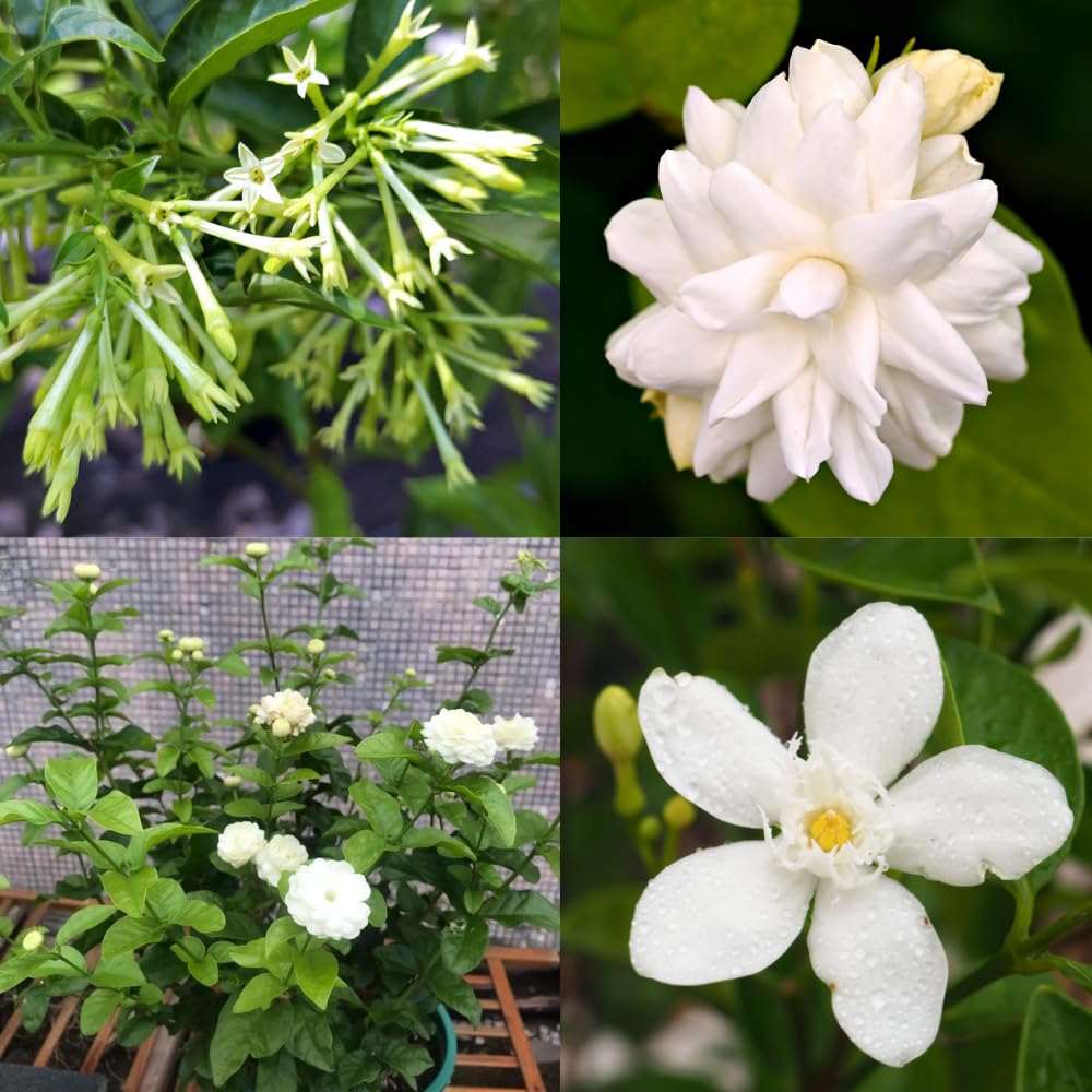 2 Mix Jasmine Plants Live, 4-7" Tall Jasmine Plant Outdoors Indoors Garden, Fragrant White Flowers Plants for Planting, Well Rooted, No Pot