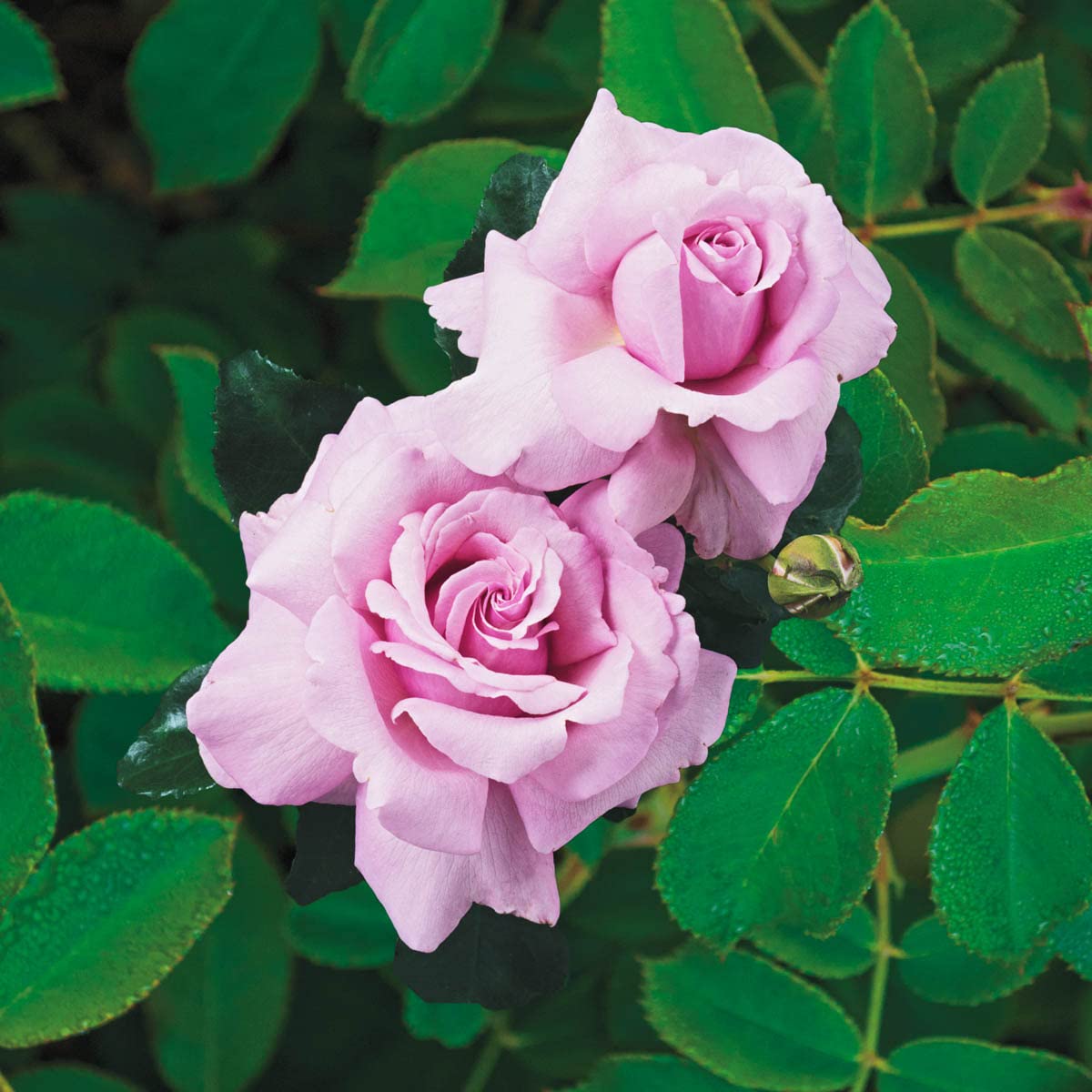 SPRING HILL NURSERIES - Blue Girl Hybrid Tea Bare Root Rose - A Unique Lavender Colored Rose with a Bluish Shade - Includes one Bare Root per Offer