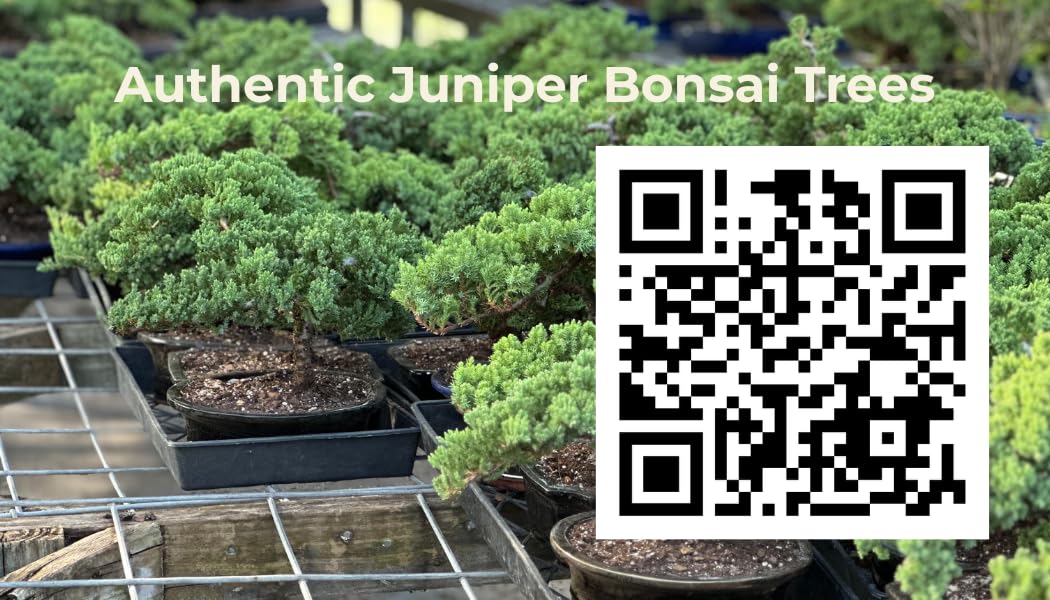 Live Dwarf Juniper Bonsai Tree | Potted in Large Ceramic Pot | 3 Years Old | 100% Handcrafted | Outdoor Bonsai | Unique Gift for Birthday, Graduation, Anniversary