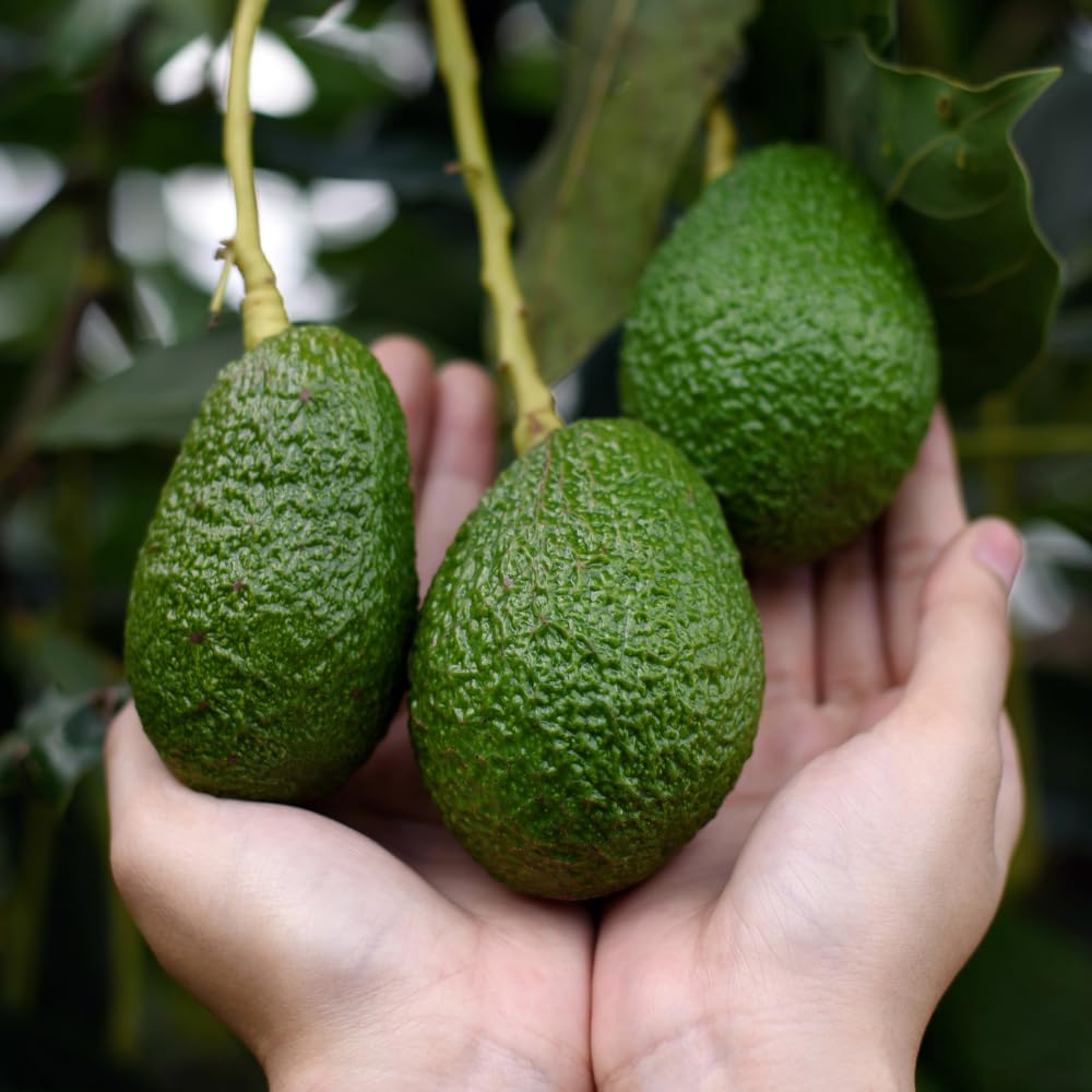 Live HASS Avocado Tree, Avocado Seedlings from 1 to 2 Feet Height, 3 Gal Pot for Edible Gardening, No Shipping to CA