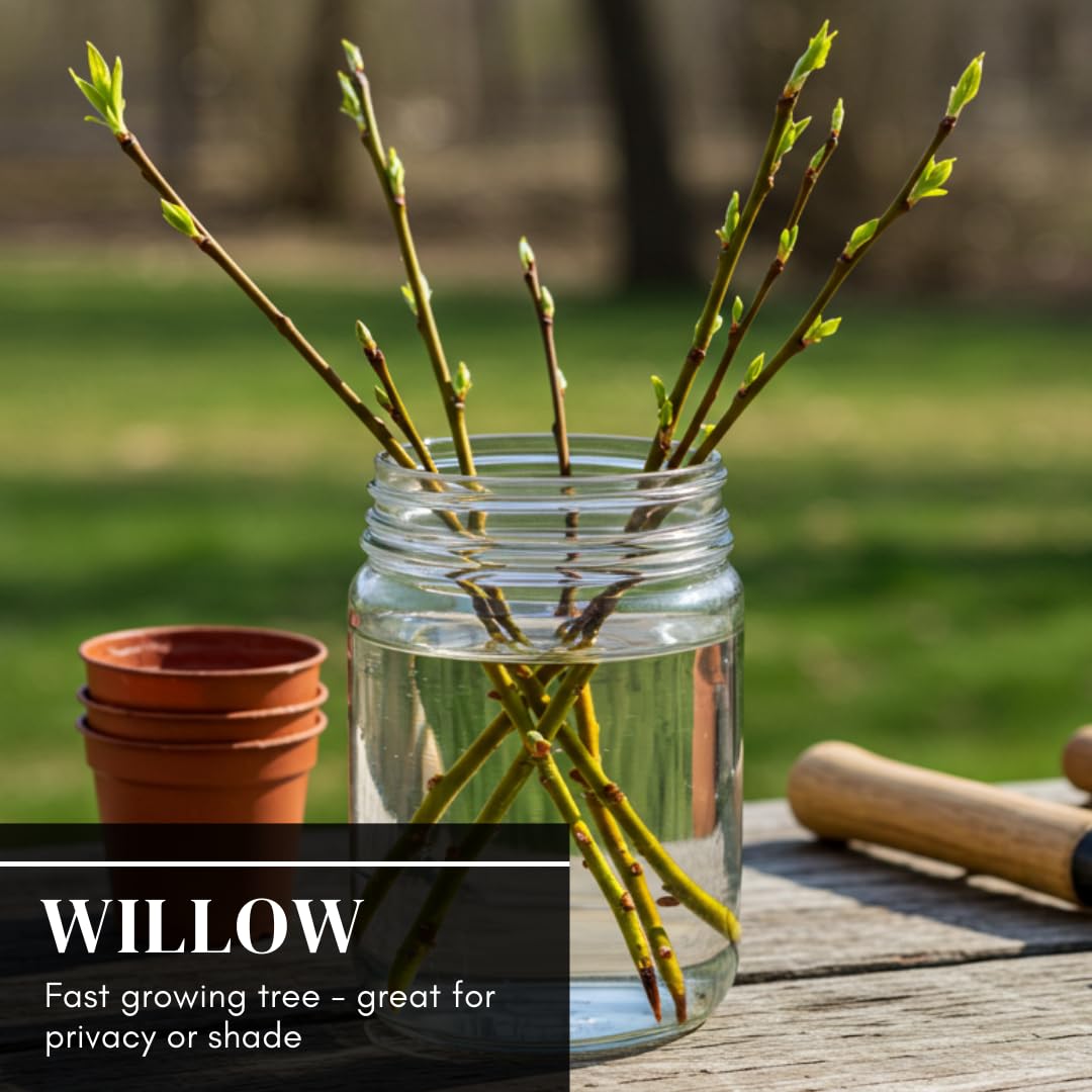 2 Golden Weeping Willow Trees - Ready to Plant - Live Plants - Beautiful Arching Canopy