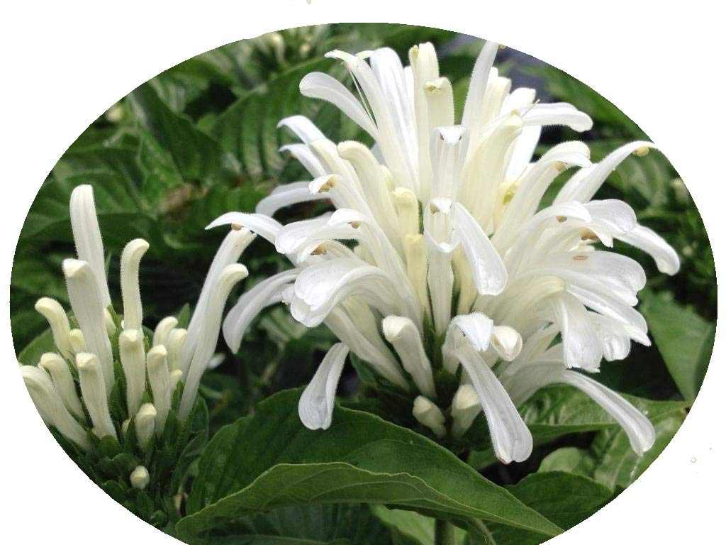 White Brazilian Plume Jacobina - Justicia carnea - Shade Perennial - Live Plant - Pearl Colored Flower - Emerald Goddess Gardens - Starter Sz 4 Inch Pot
