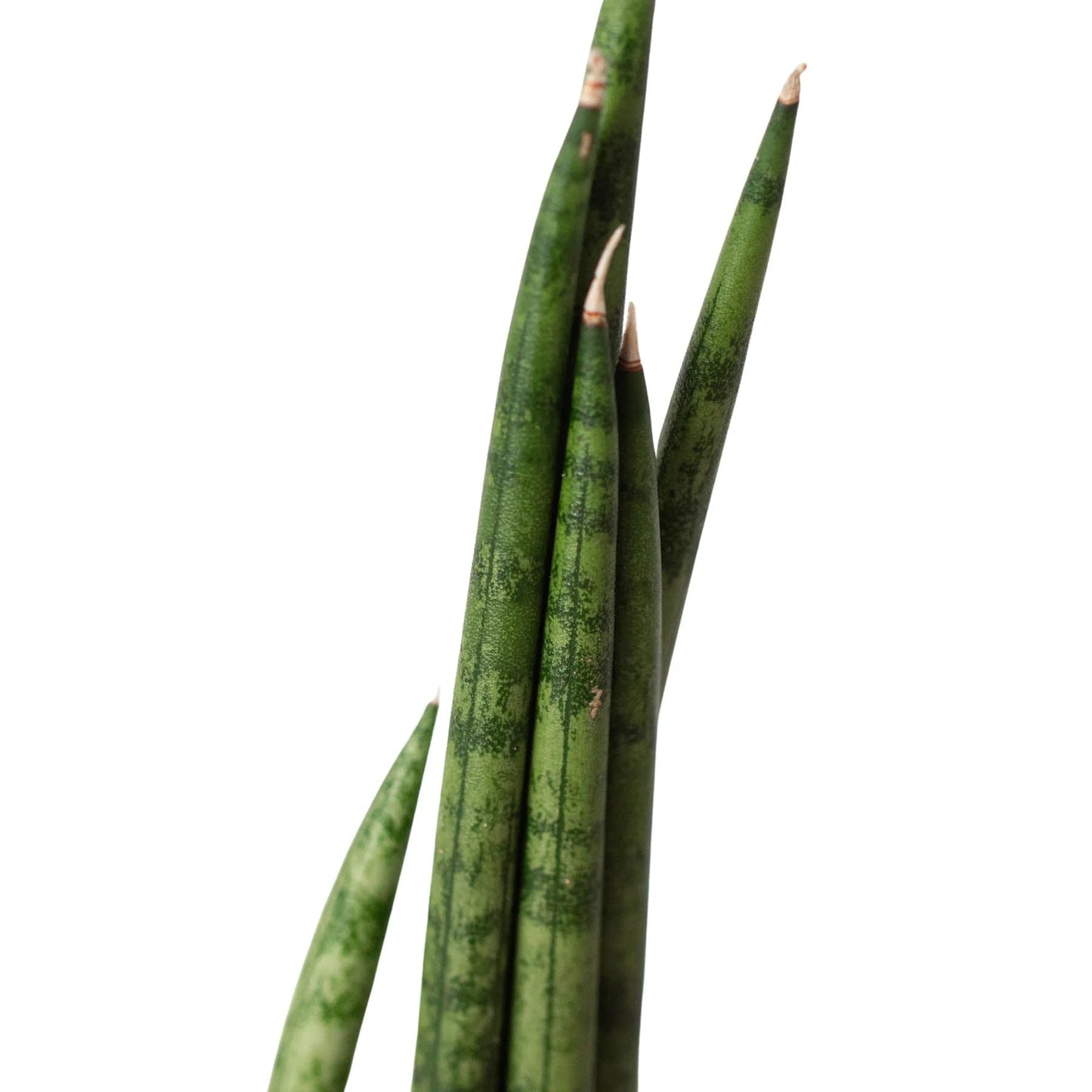 Snake Plant Cylindrica in 4in Pot - Live Plants Tropical Houseplants | Variegated | USA Growers | The Snobby Leaf